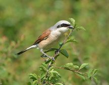 01 Neuntoeter maennl